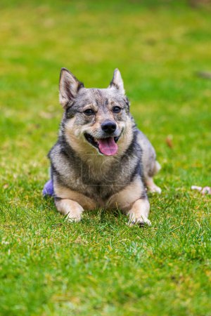Foto de La raza de perro Visigoth Spitz está acostado en la hierba verde - Imagen libre de derechos