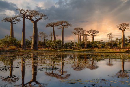 Téléchargez les photos : Beaux baobabs au coucher du soleil sur l'avenue des baobabs - en image libre de droit