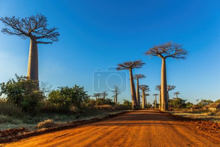 Foto de Baobab árboles en la avenida de los baobabs en Madagascar - Imagen libre de derechos