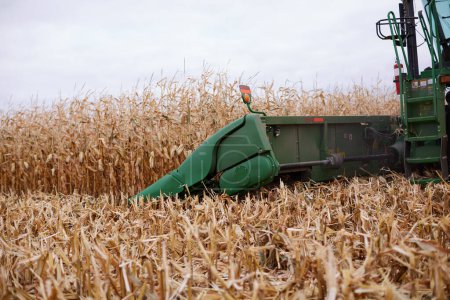 Foto de Detalle de las cortadoras y la barra de corte en una cosechadora cosechadora que cosecha un campo de maíz seco - Imagen libre de derechos