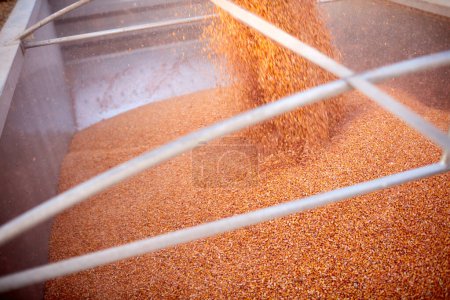 Filling a trailer or truck with maize kernels during the fall harvest as they are emptied from the hopper of a combine harvester in a close up view