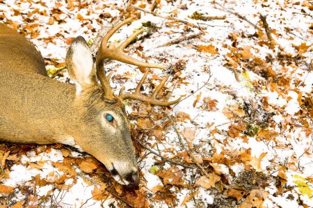 Téléchargez les photos : Cerf de Virginie mort cerf de Virginie cadavre cerf couché saignant sur le sol lors d'une chasse au cerf en hiver avec de la neige légère dans une vue rapprochée de la tête - en image libre de droit