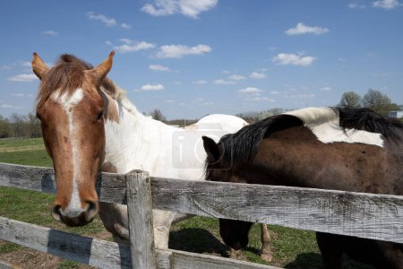 Photo for Two piebald horses at farm fence on sunny day - Royalty Free Image