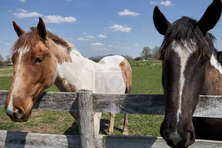 Photo for Two horses grazing in fenced pasture on sunny day - Royalty Free Image