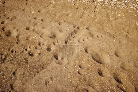 Téléchargez les photos : Empreintes de pas et empreintes de pattes dans le sable de plage faisant des indentations profondes éclairées par un soleil du soir à angle bas - en image libre de droit