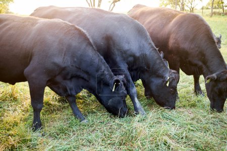 Foto de Manada de vacas de res pastando en la hierba en un primer plano vista retroiluminada por la llamarada brillante del sol - Imagen libre de derechos