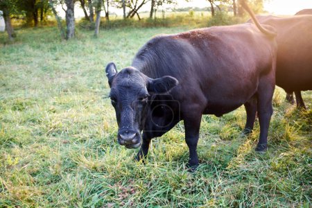 Photo for Curious beef cow standing in a pasture feeding on grass and watching the camera as she flicks her tail - Royalty Free Image