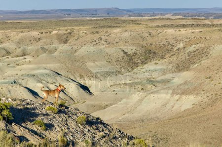 Photo for A dog stands on a tall arid mountain with a vast, panoramic view of a desert landscape in southwest Wyoming. - Royalty Free Image
