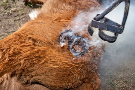 Téléchargez les photos : Marque chaude de fer marques veau ou bouvillon sur ranch - en image libre de droit