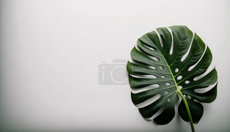 Photo for Monstera leaves on a white background. tropical jungle. - Royalty Free Image