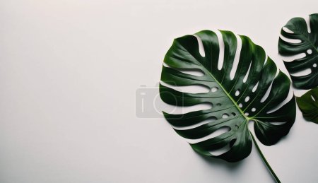 monstera leaves with green leaf isolated on grey background. flat lay. minimal layout. top view. copy
