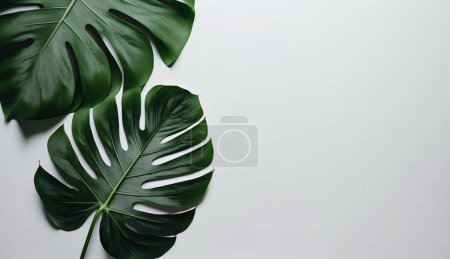 Photo for Tropical leaves on white background with copy space. summer concept, minimal flat lay. - Royalty Free Image