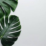 tropical leaves on white background with copy space. summer concept, minimal flat lay.