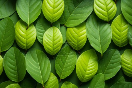 Photo for Organic leaves top view background - Royalty Free Image
