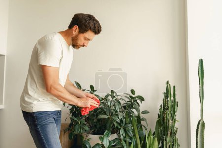 Téléchargez les photos : L'homme prend soin des plantes d'intérieur et essuie la poussière des feuilles à la maison salon. Photo de haute qualité - en image libre de droit