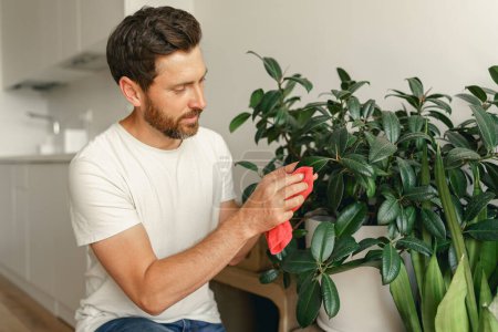 Téléchargez les photos : L'homme prend soin des plantes d'intérieur et essuie la poussière des feuilles à la maison salon. Photo de haute qualité - en image libre de droit