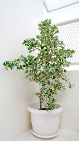 Grüner Baum im weißen Topf auf weißem Wandhintergrund. Zierpflanze.