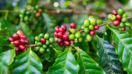 grains de café rouges et verts sur un arbre