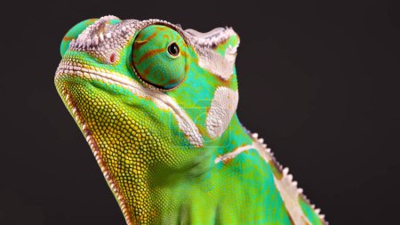 Foto de Primer plano de un camaleón sobre un fondo negro - Imagen libre de derechos