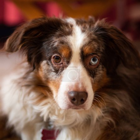 Foto de Retrato de perro pastor australiano con ojos de diferentes colores - Imagen libre de derechos