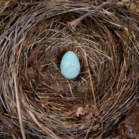 Photo for Top down macro shot of a blue bird egg in its nest - Royalty Free Image