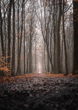 Photo for Dark and moody fall forest path with a low angle view and fog - Royalty Free Image
