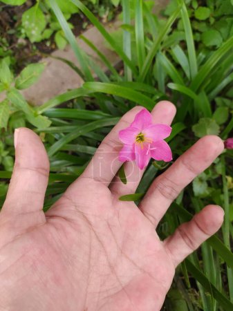 Foto de Flor de Zephyranthes carinata, flor de lirio de zephyr rosa en la mano del hombre. - Imagen libre de derechos