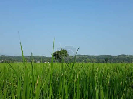 Foto de La planta de arroz en el campo - Imagen libre de derechos