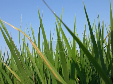 Foto de La planta de arroz en el campo - Imagen libre de derechos