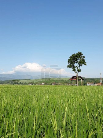 Foto de El campo de arroz de Indonesia - Imagen libre de derechos
