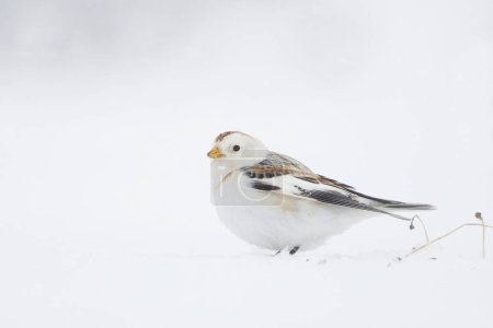 Téléchargez les photos : Bruant des neiges (Plectrophenax nivalis) assis dans la neige. - en image libre de droit
