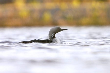 Photo for Black-throated loon (Gavia arctica) swimming in a lake in spring. - Royalty Free Image