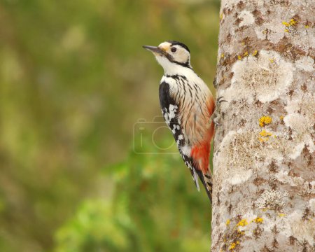 Photo for White-backed woodpecker (Dendrocopos leucotos) feamle in the forest searching for food. - Royalty Free Image