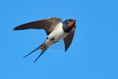 Foto de Granero tragar (Hirundo rustica) volando en el verano. - Imagen libre de derechos