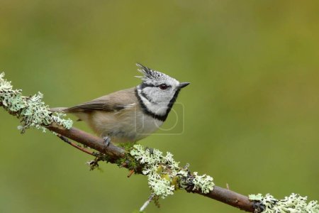 Photo for European crested tit (Lophophanes cristatus) in the forest. - Royalty Free Image