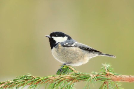 Coal tit (Periparus ater) sitting on a spruce in forest.