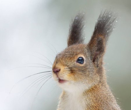 Téléchargez les photos : Écureuil roux (Sciurus vulgaris) en hiver avec de la neige blanche en arrière-plan. - en image libre de droit
