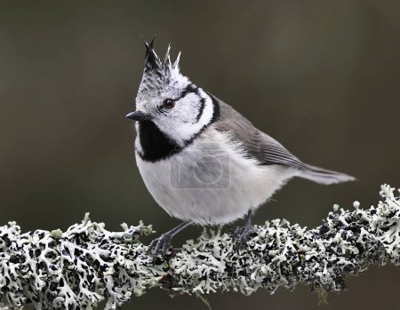 Photo for European crested tit (Lophophanes cristatus) in the forest. - Royalty Free Image
