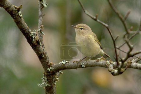 Photo for Common chiffchaff (Phylloscopus collybita) in the forest. - Royalty Free Image
