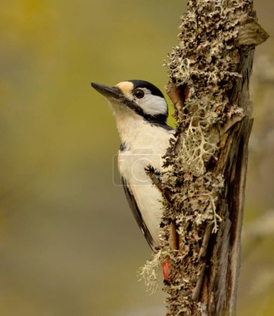 Téléchargez les photos : Grand pic tacheté (Dendrocopos major) femelle sur un petit arbre pourri dans la forêt à la recherche de nourriture. - en image libre de droit