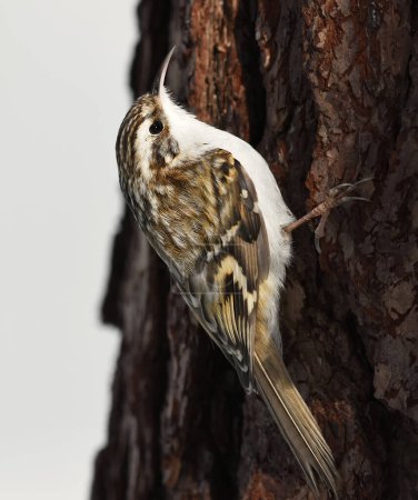 Foto de Treecreeper euroasiático o treecreeper común (Certhia familiaris) en busca de alimentos en invierno. - Imagen libre de derechos