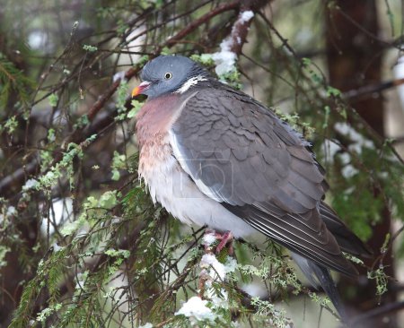 Téléchargez les photos : Pigeon des bois (Columba palumbus) reposant sur une épinette neigeuse. - en image libre de droit
