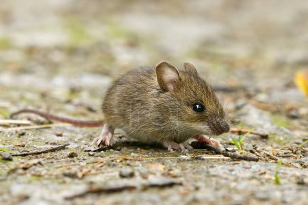 House mouse (Mus musculus) on the ground closeup.