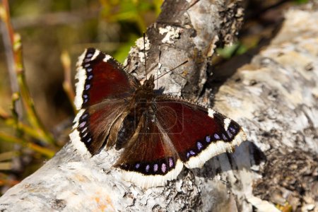 Téléchargez les photos : Manteau de deuil (Nymphalis antiopa) papillon reposant sur une bûche. - en image libre de droit
