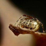 Parasteatoda tepidariorum, the common house spider or American house spider closeup.