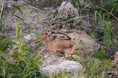 Téléchargez les photos : Lièvre d'Europe (Lepus europaeus) assis sur la colline de terre se nourrissant d'un brin d'herbe. - en image libre de droit