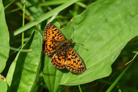 Photo for Small pearl-bordered fritillary or silver-bordered fritillary (Boloria selene) resting on a leaf. - Royalty Free Image