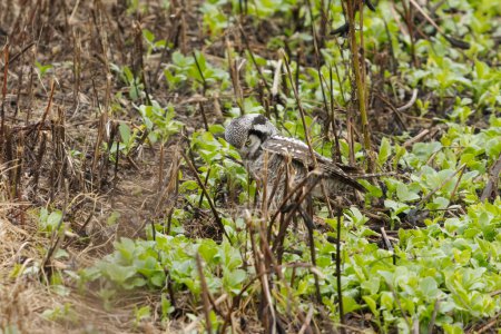 Téléchargez les photos : Chouette épervière (Surnia ulula) dans les champs à la recherche de campagnols à l'automne. - en image libre de droit