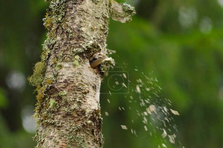 Téléchargez les photos : Petit pic tacheté (Dryobates minor) mâle creusant un trou dans l'arbre à l'automne. - en image libre de droit