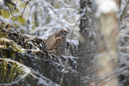 Photo for Hazel grouse (Tetrastes bonasia) sitting on a sowy spruce in winter. - Royalty Free Image
